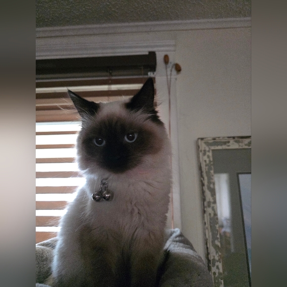 Meet your Posher, Nacho - Picture 2 of 6